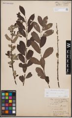 Foto von Salix cinerea L.